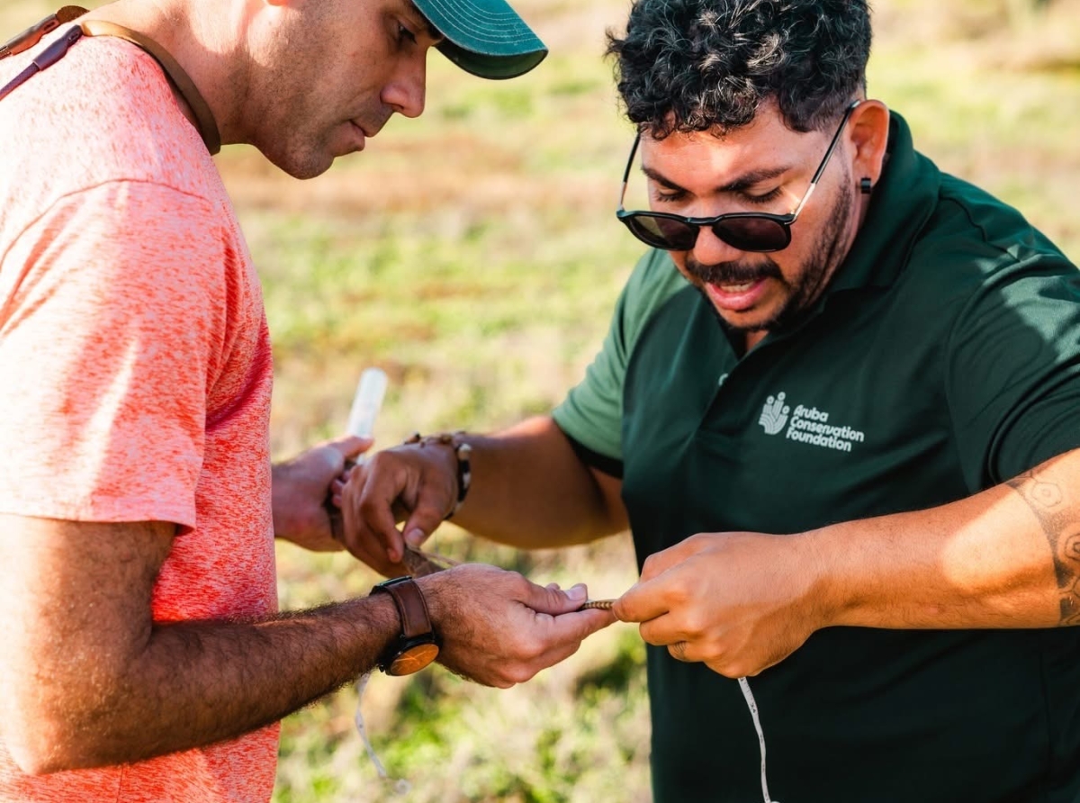 Aruba Conservation Foundation a restart e Proyecto di Monitoria e Cascabel hunto cu expertonan di Merca