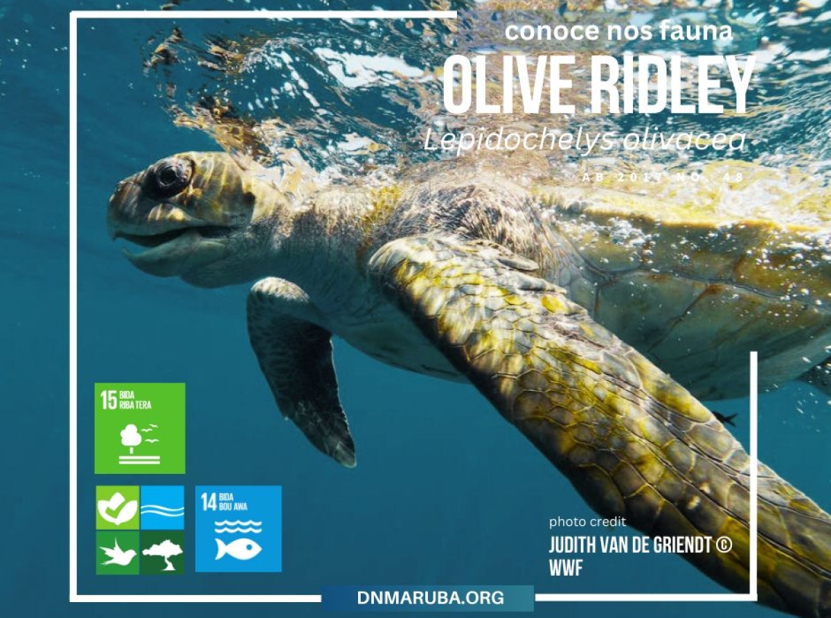 Directie Natuur en Milieu cu informacion interesante tocante turtuga di lama 'Olive Ridley'