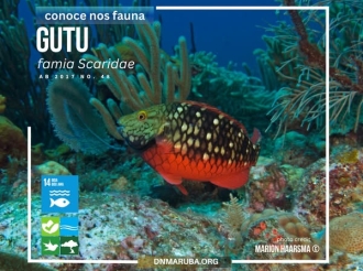 Conservacion di e Gutunan ta hopi importante pa e salud di rifnan di coral