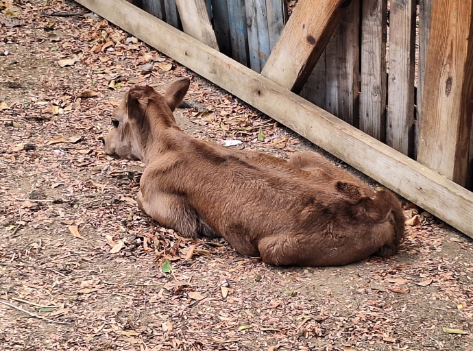 Na Santa Rosa nan ta hopi contento di a haya un baby baca di raza Jersey