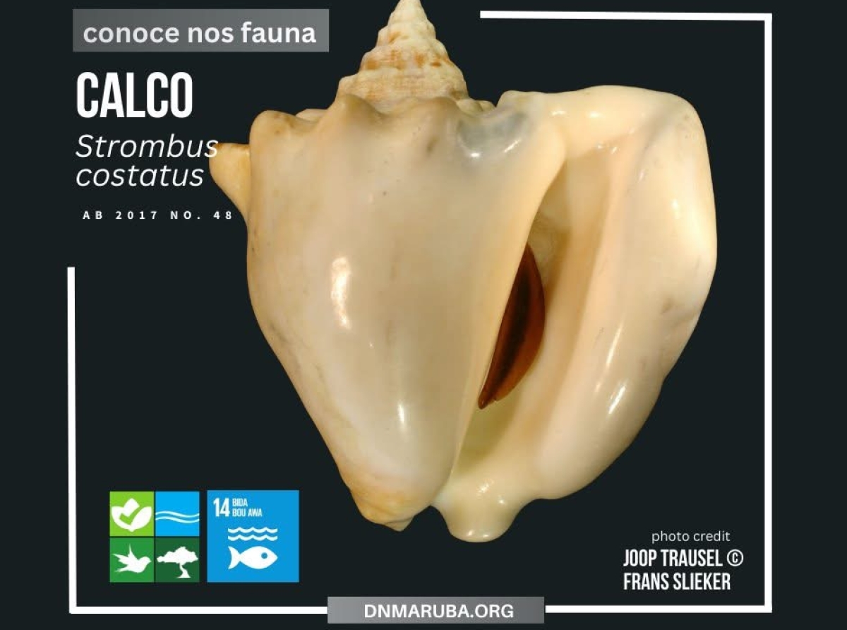 E calconan di famia Strombidae tur ta bestia hebrivoro