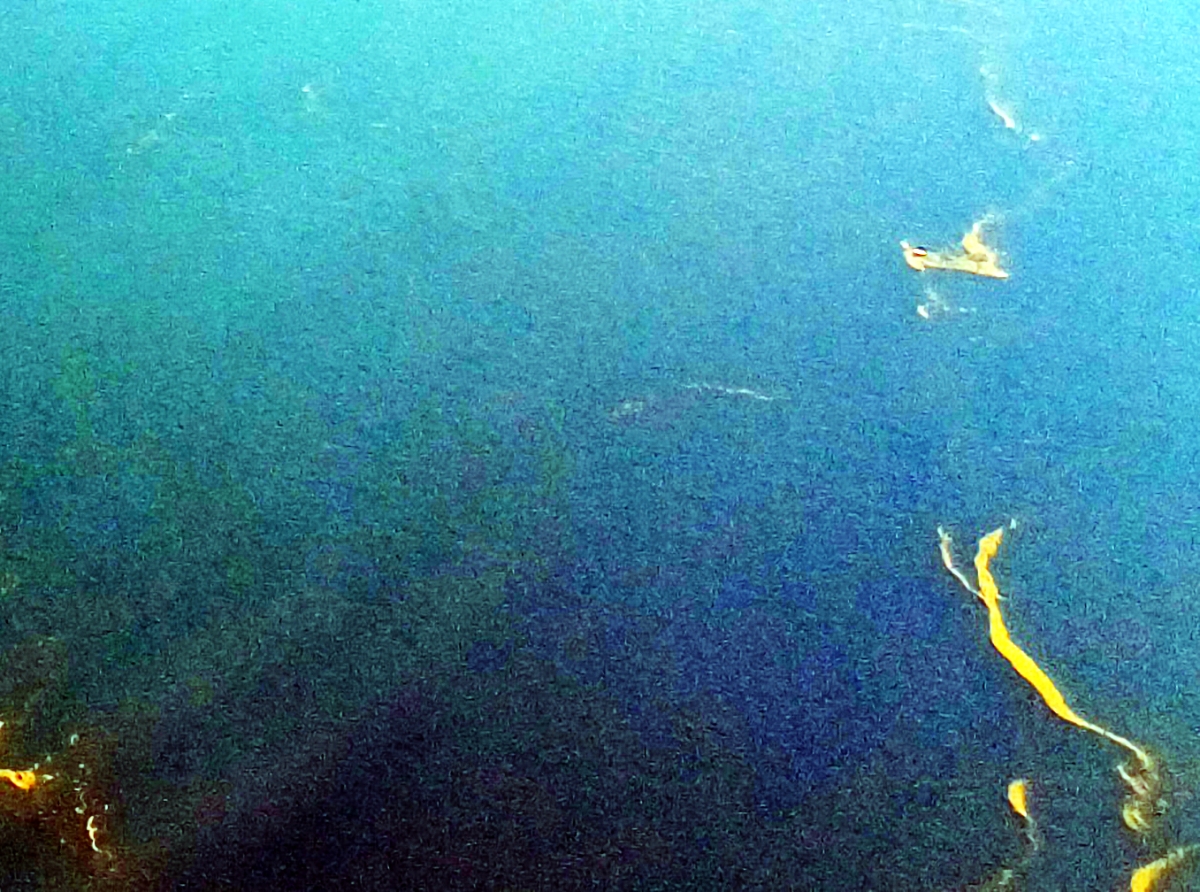 Manchanan di Sargassum un biaha mas riba lama grandi panort di Aruba