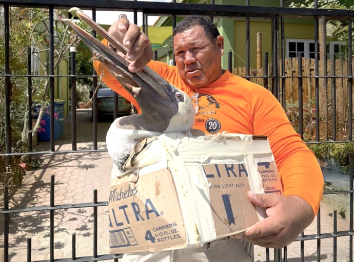 Piscadonan di Aruba yudando parhanan herida tambe