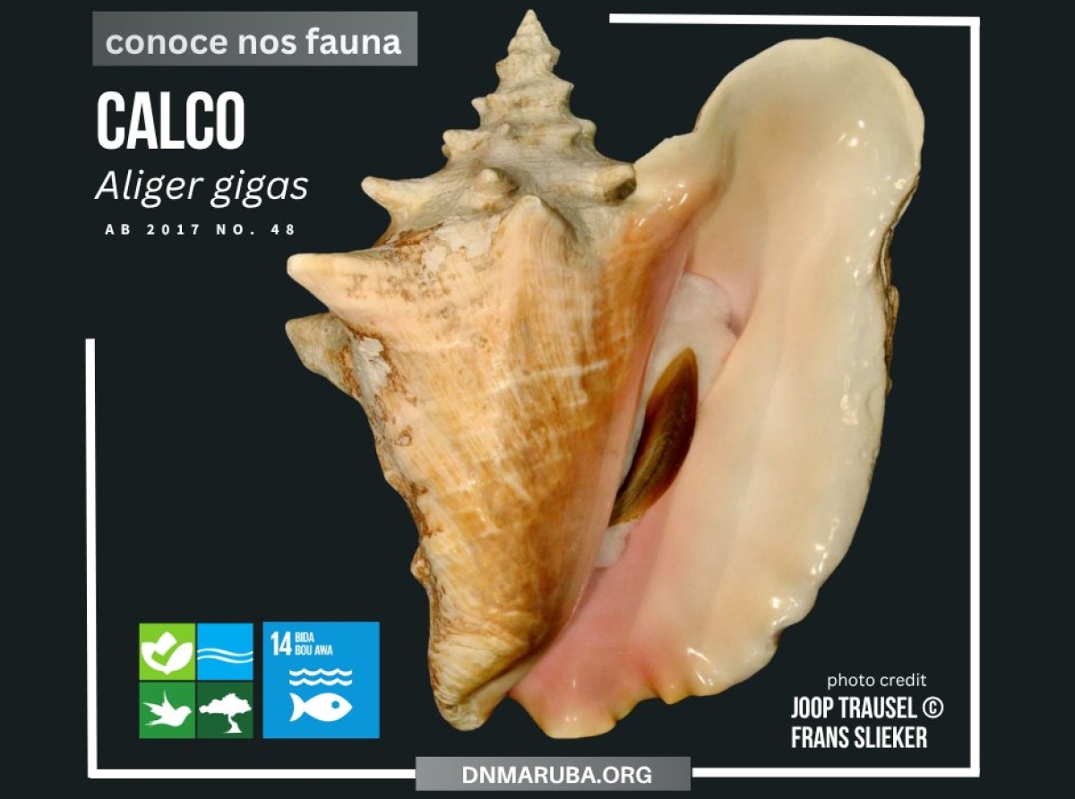 Calco ta completamente protegi na Aruba