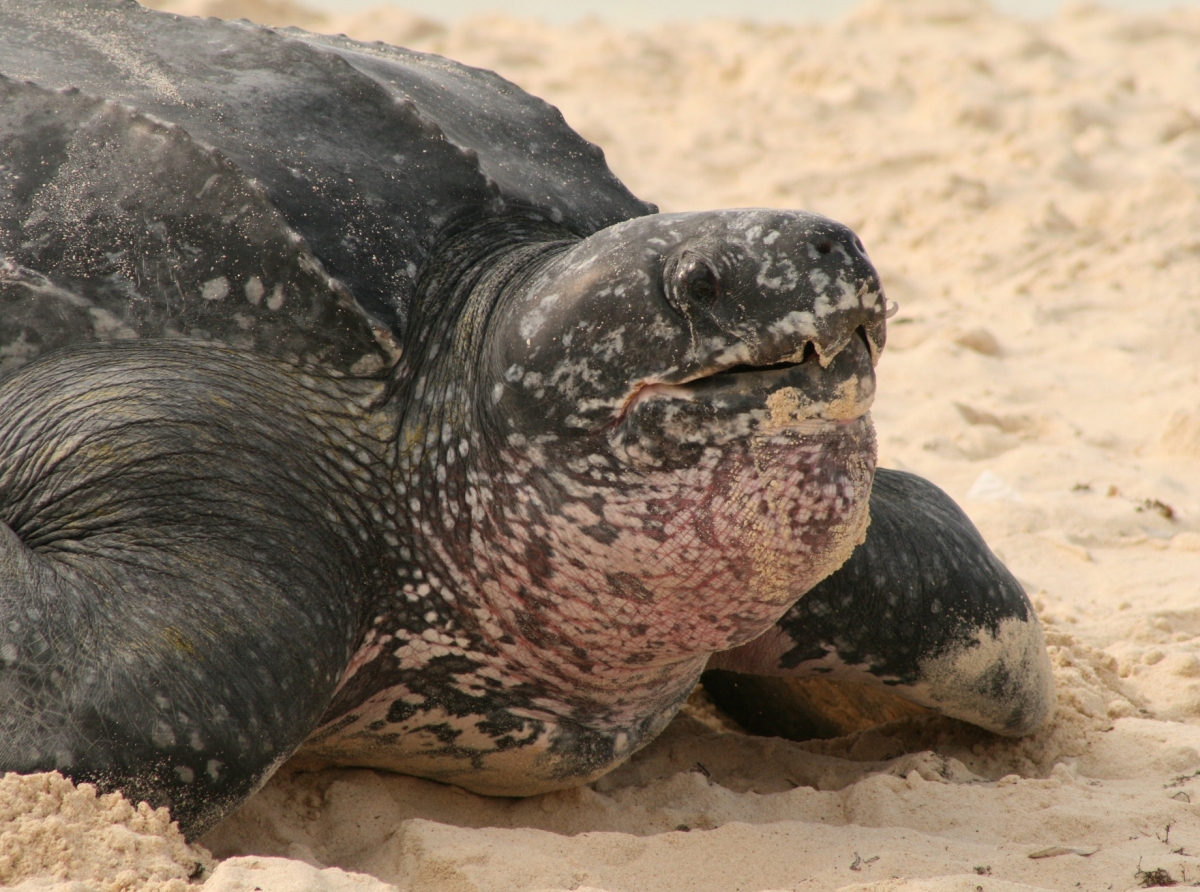 Aruba tin cuater sorto di turtuga di lama y nan ta den peligro di extincion