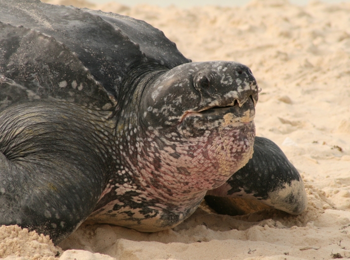 Aruba tin cuater sorto di turtuga di lama y nan ta den peligro di extincion