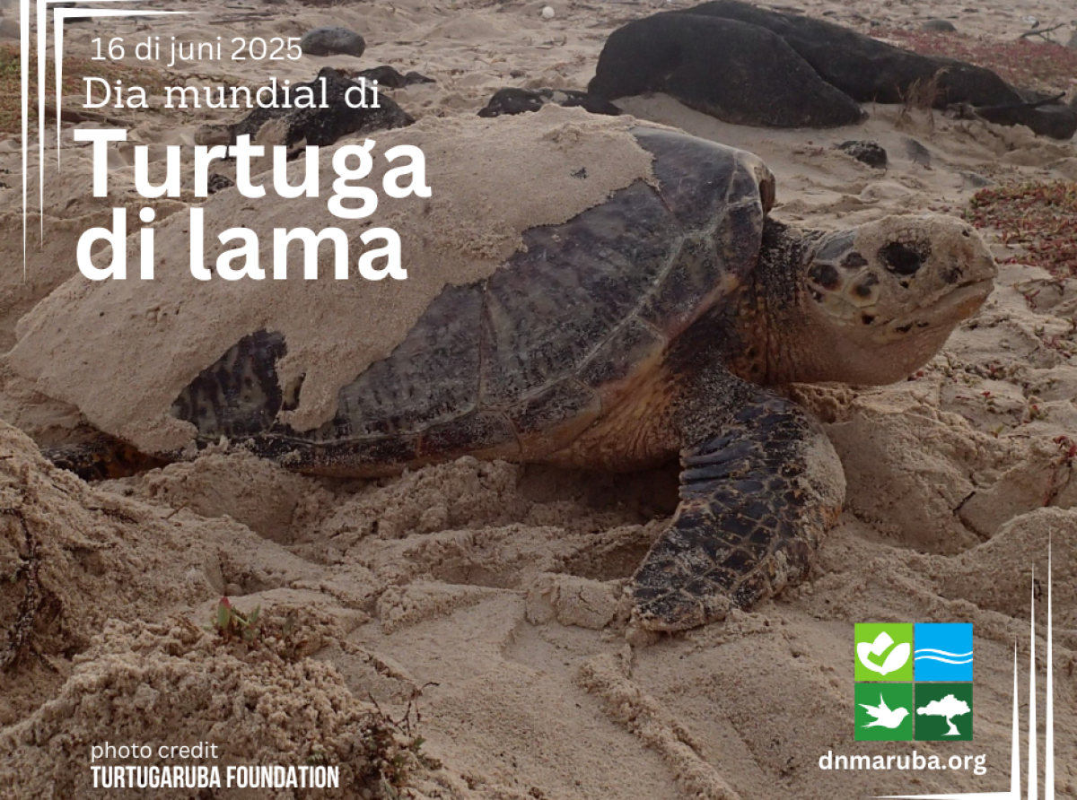 Aruba ta reafirma compromiso pa proteha su bishitantenan ancestral