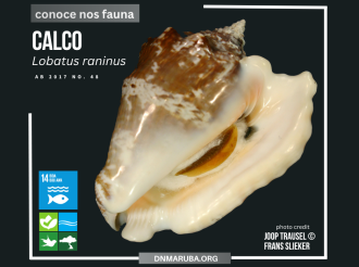 Ban siña mas di otro sorto di calco