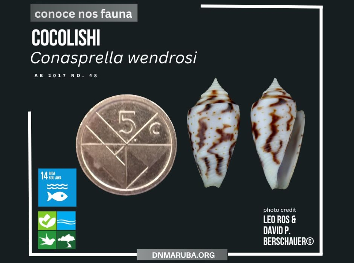 E cocolishi Conasprella Wendrosi ta un di e tres cocolishinan endemico di Aruba