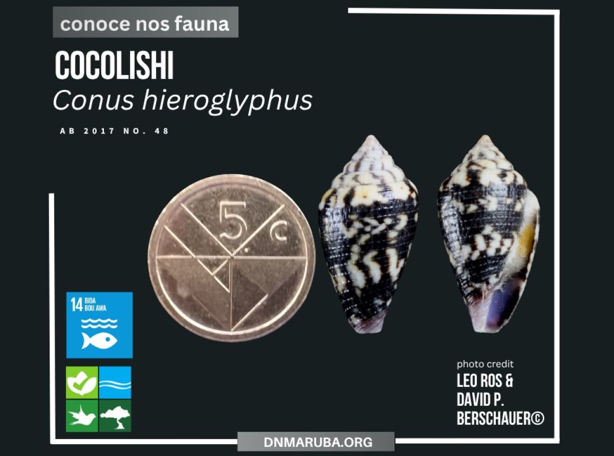 Arubaconus hieroglyphus ta un cocolishi di lama endemico