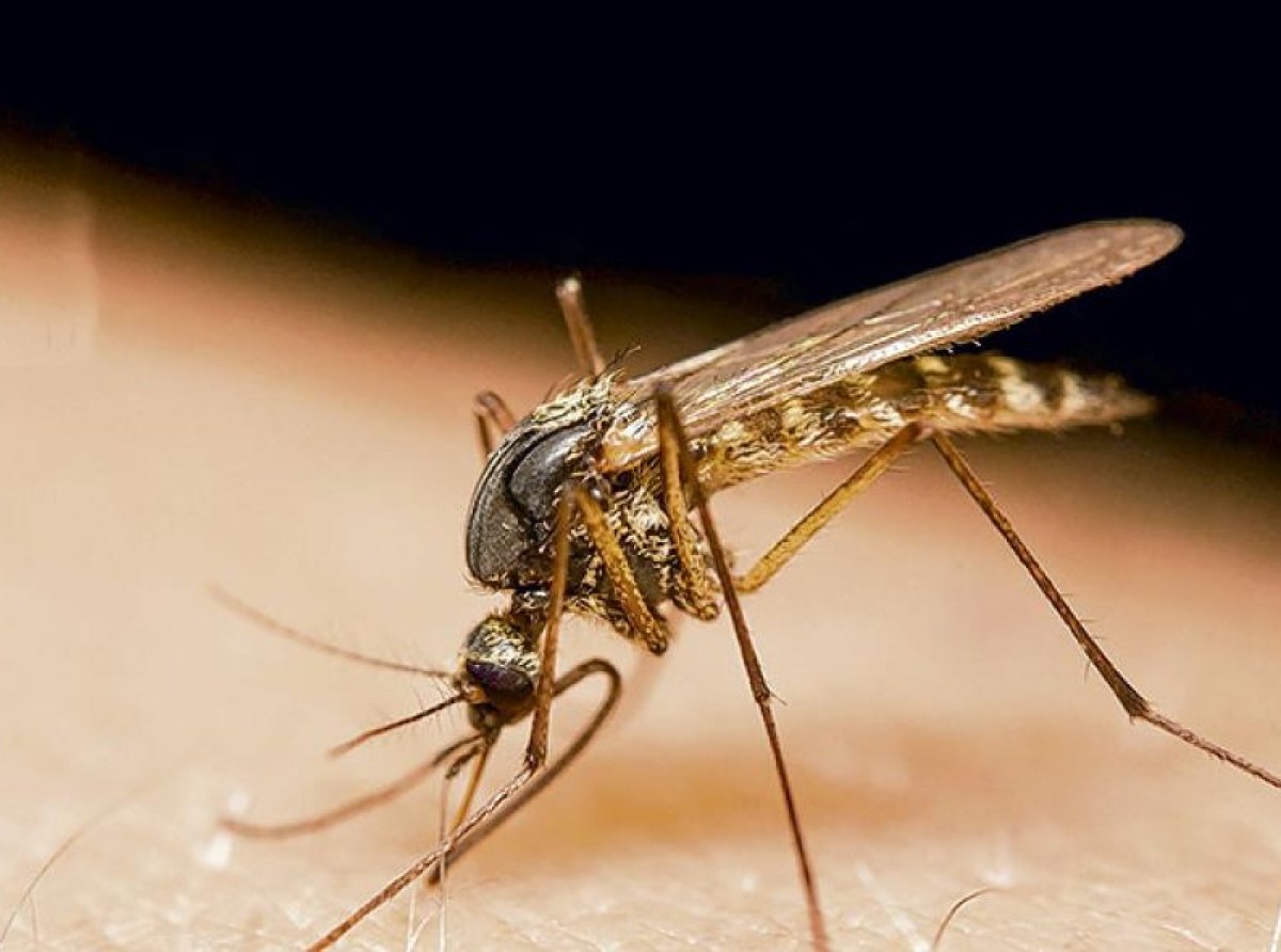 Departamento di Malesa Contagioso a pasa den simannan druk vacunando contra keintura geel