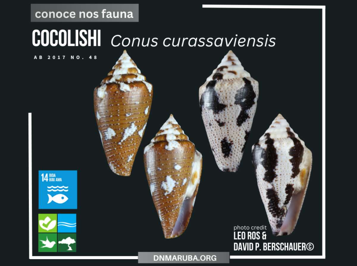 Aruba tin tres sorto di cocolishi endemico protegi