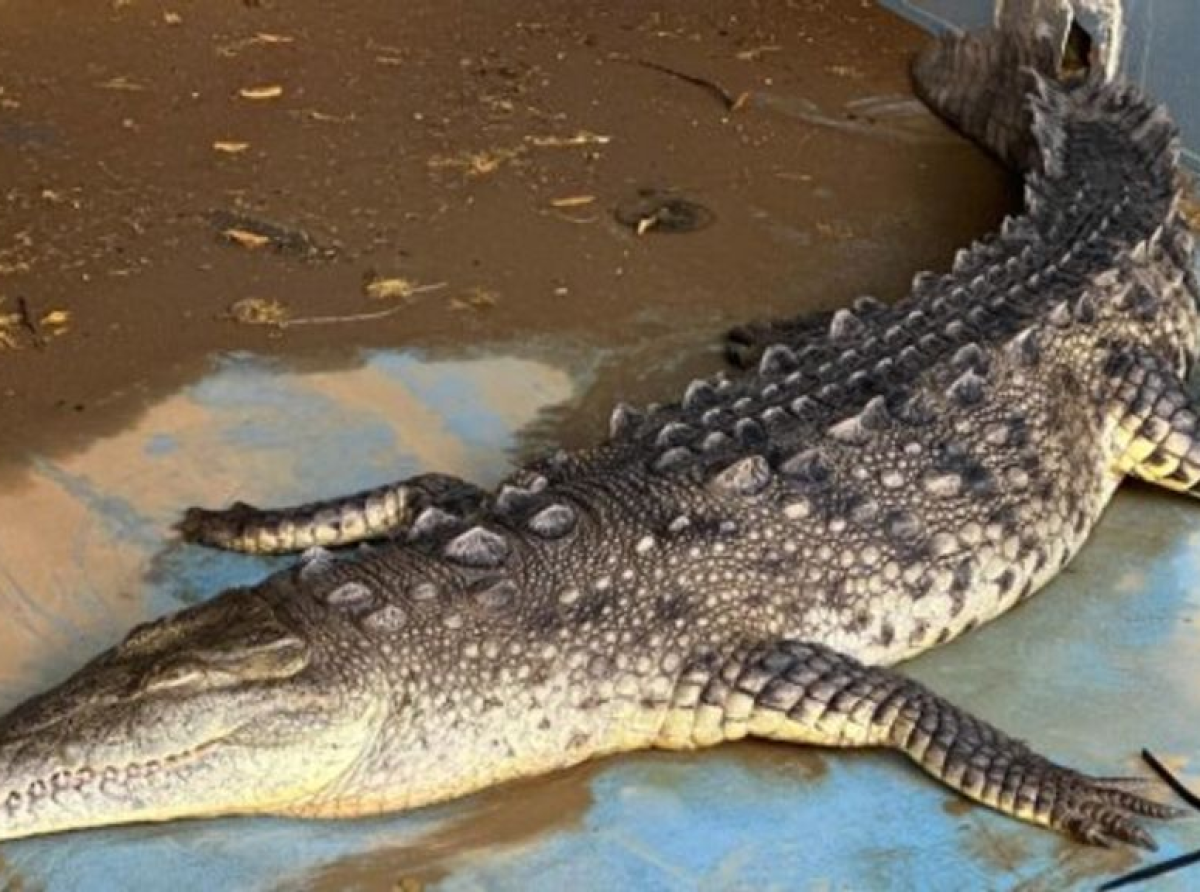 Crocodril Mericano ta un especie indigeno di e islanan di Aruba, Boneiro y Corsou