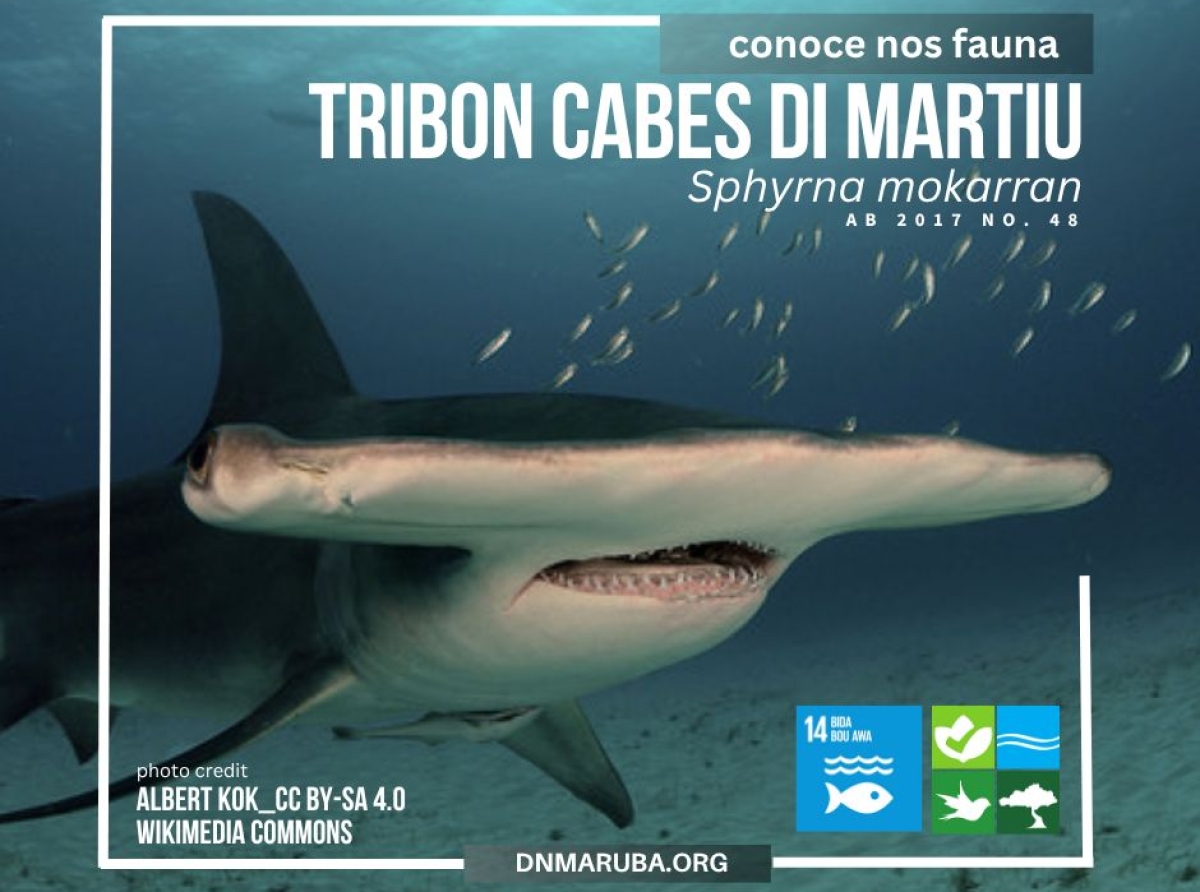 E tribon cabes di martiu ta riba e lista di proteccion di leynan local na Aruba