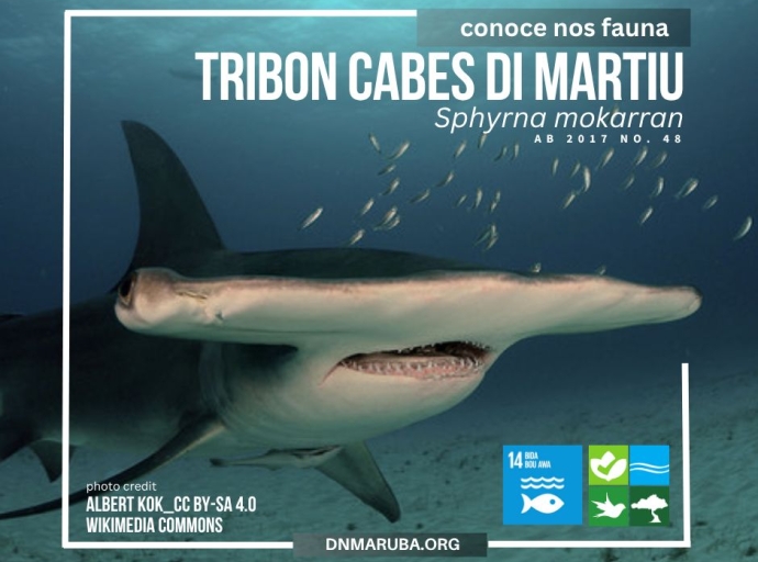 E tribon cabes di martiu ta riba e lista di proteccion di leynan local na Aruba