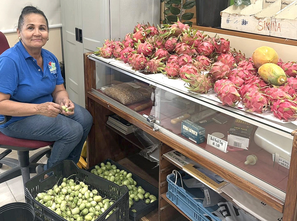 Hopi cosecha di Pitaya y Comcomber chikito na Santa Rosa