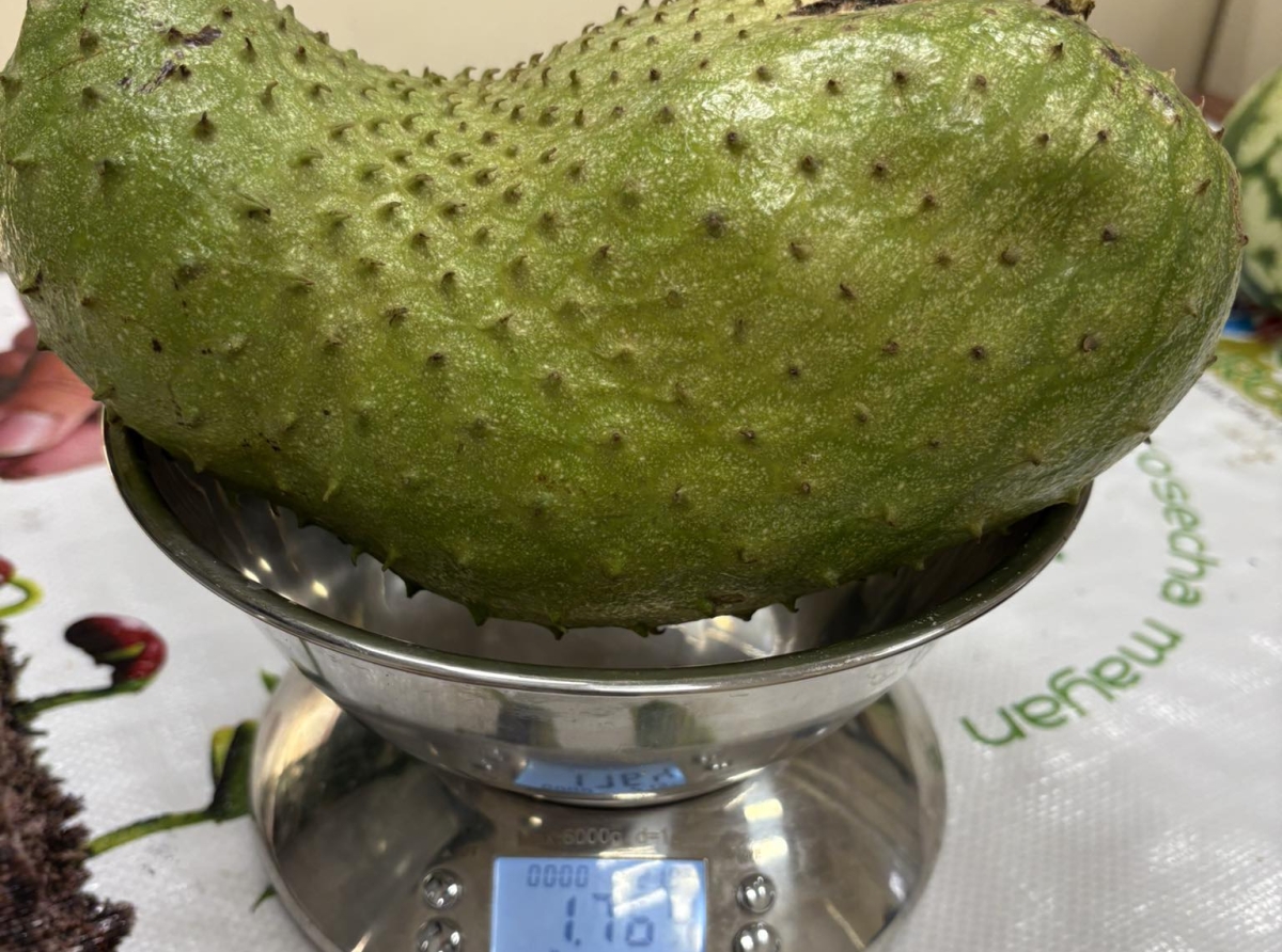 Santa Rosa a cosecha un Sorsaca di casi 1,8 kilo