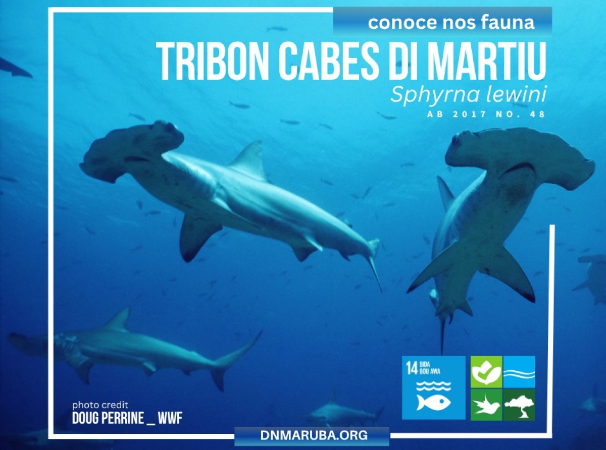 E tribon cabes di martiu ta e prome especie di tribon proteha bou di e ‘US Endangered Species Act’