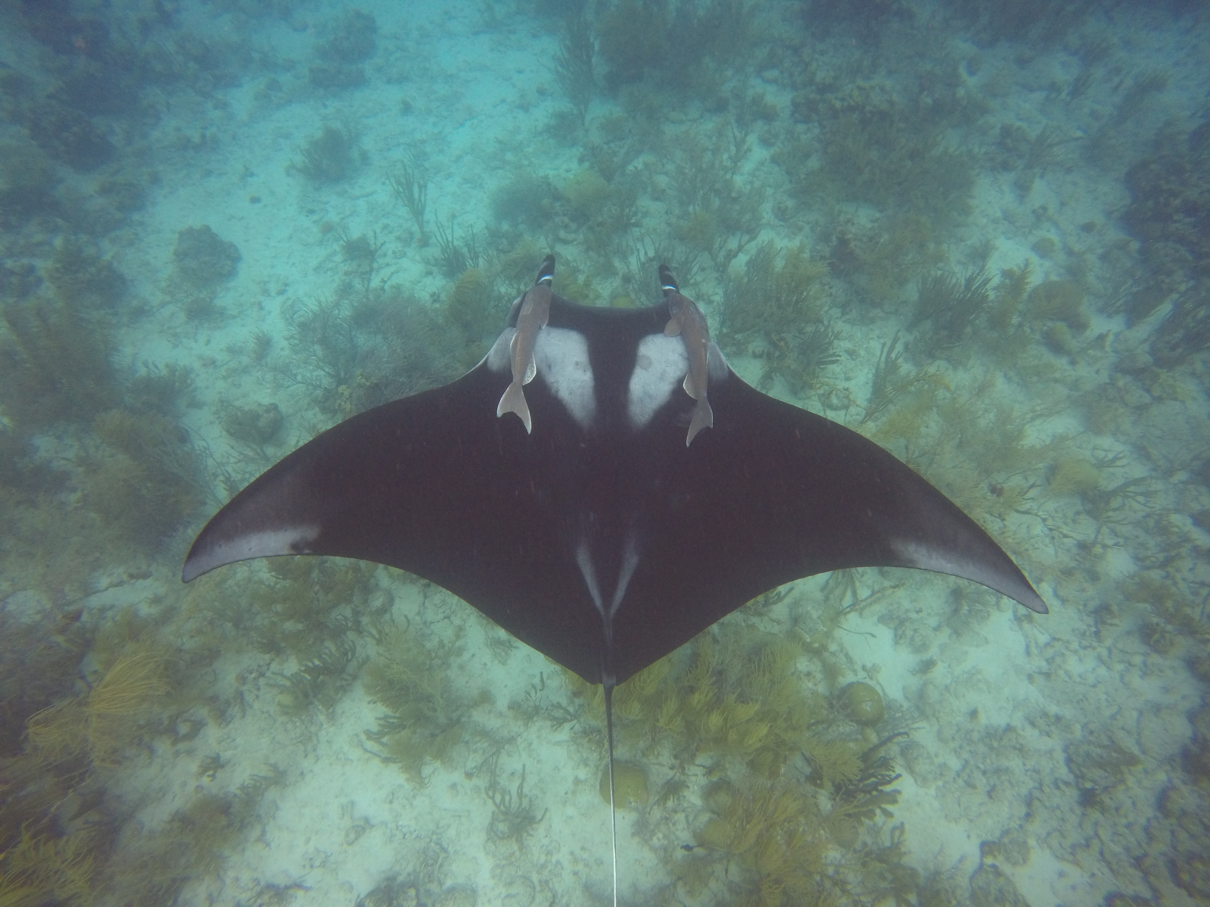 Durante trabounan riba expedicion CSS a wak e sorto Manta den awa teritorial di Aruba