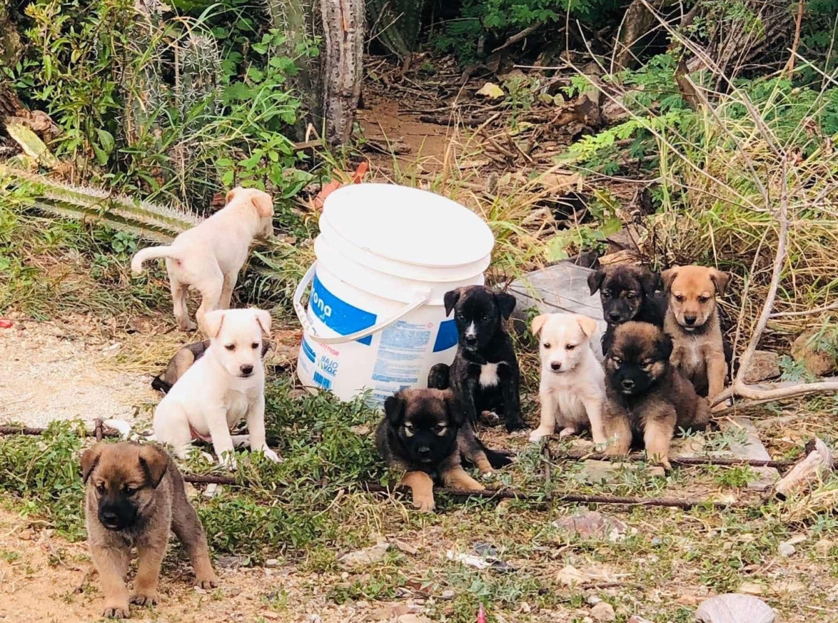 Organisacionnan di proteccion di bestia ta registra mas y mas caso di abandono y mal cuido