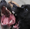 Fiscal ta sigui actua riba casonan unda cacho a morde hende of otro animal