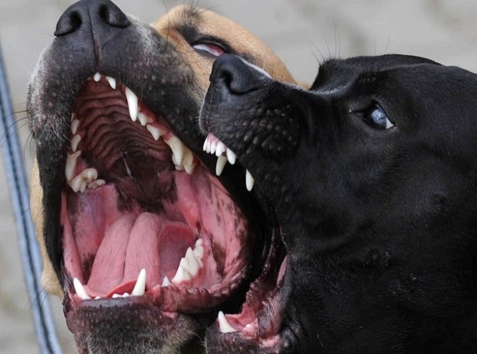 Fiscal ta sigui actua riba casonan unda cacho a morde hende of otro animal