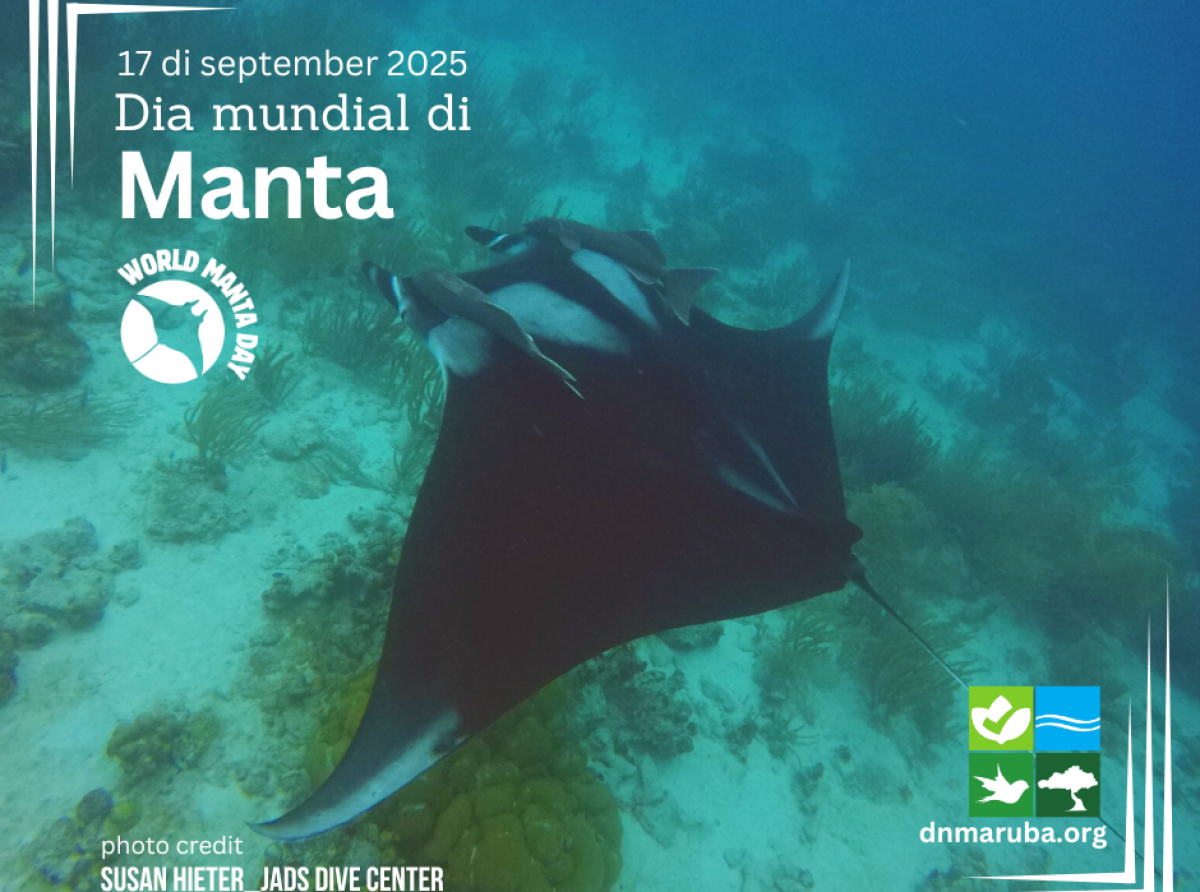 Dia Mundial Di Manta 2025; proteccion ta sigura poblacion di manta pa futuro