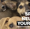 Animal Welfare Alliance Aruba (Oct 20-Nov1)
