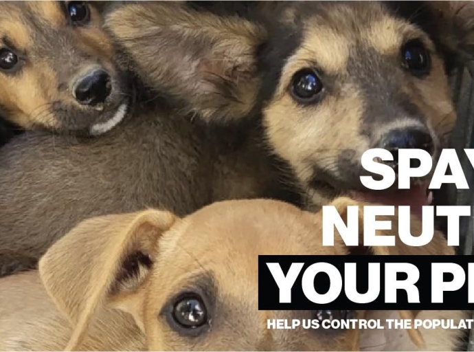 Animal Welfare Alliance Aruba (Oct 20-Nov1)