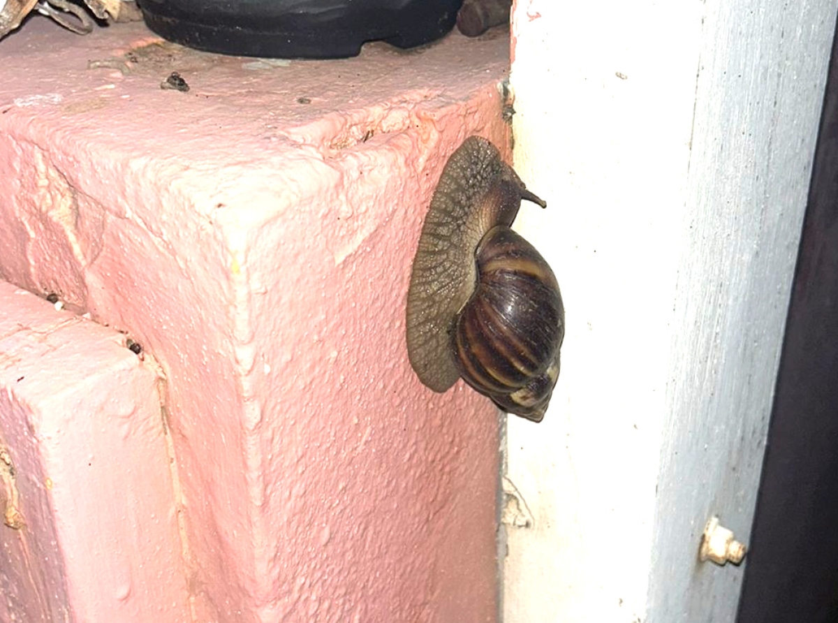 Tene cautela cu slak Africano cu ta hopi toxico a sigui bruy na Aruba