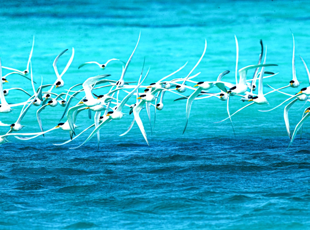 Grupo local awor ta enfocando pa proteha parhanan conoci como ‘Bubi’