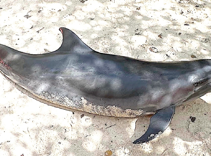 Un dolfijn den dificultad na final a muri na Mangel Halto