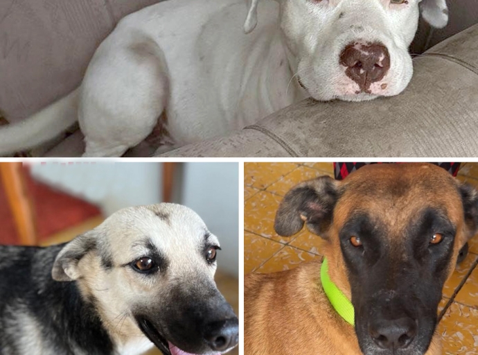 Caso cruel caminda a venena tres cacho hopi stima den bario di Paradera