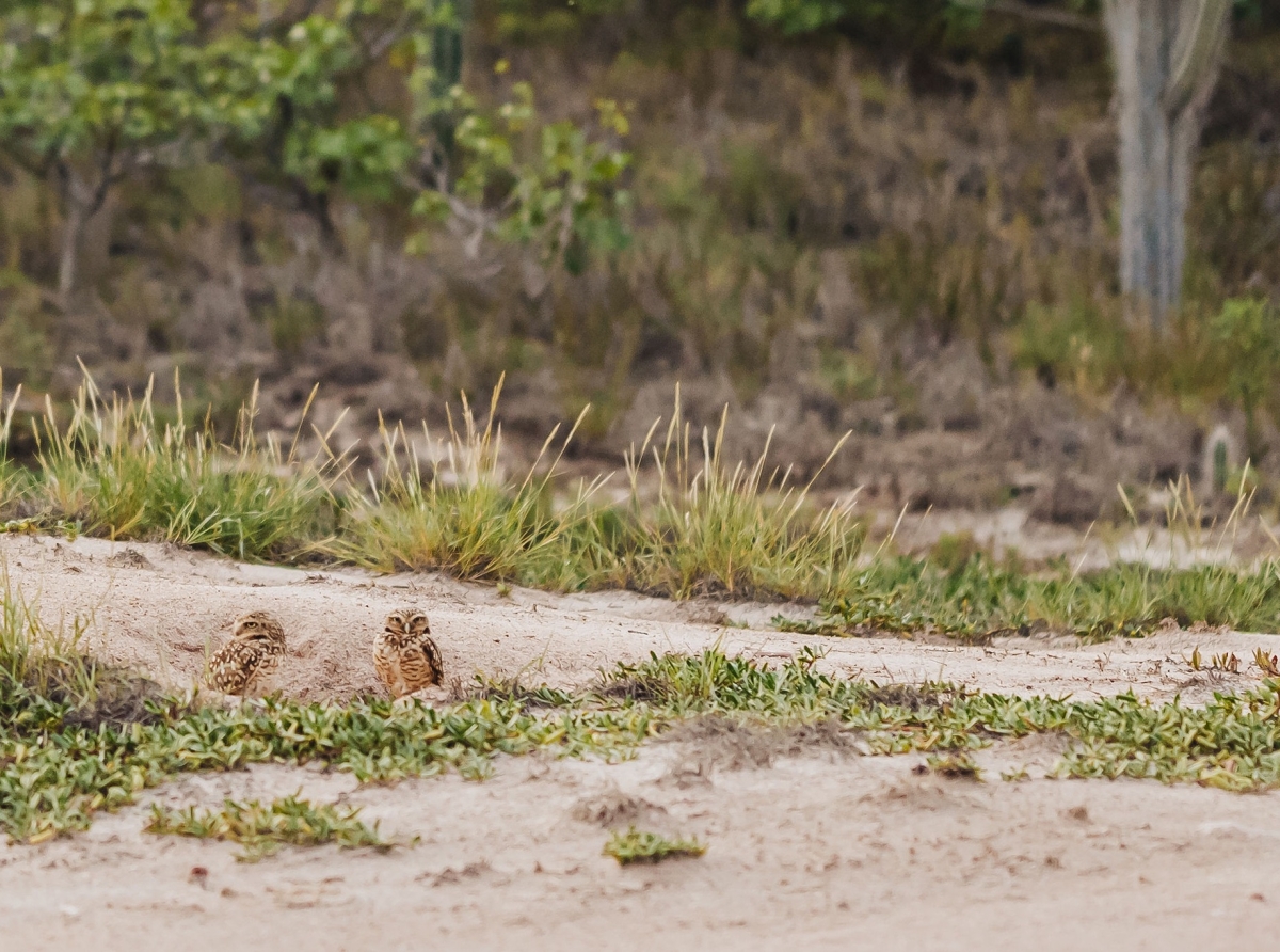 Awe Aruba ta celebra Dia Mundial di Wetlands