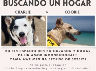 Buscando un Hogar