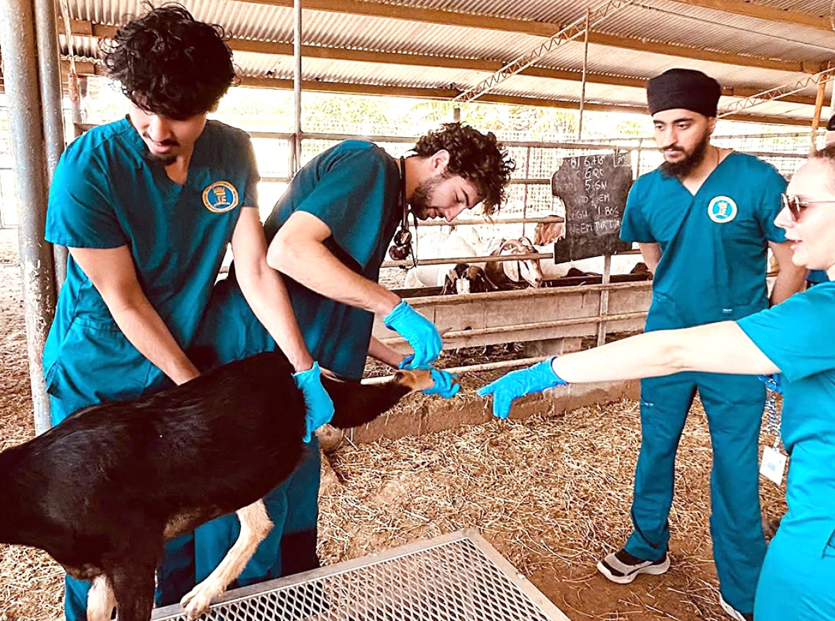 Studiantenan a sigui curso di cortamento di hoef na Santa Rosa