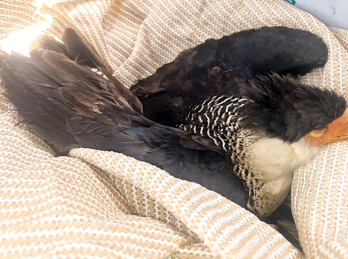 Tin hende cu a venena un Warawara y awor e ta luchando pa su bida