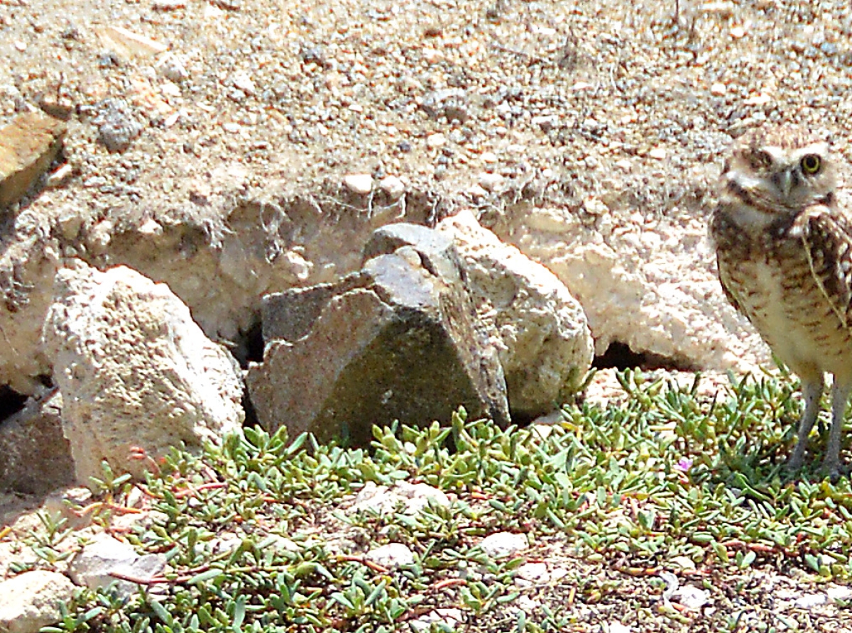 E tan stima ‘Shoco Pirata’ bibando comodo bek den su neishi na Shoco Boulevard