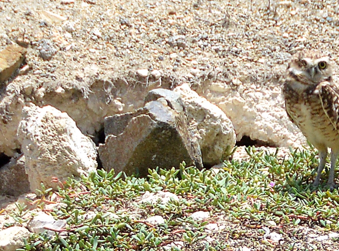 E tan stima ‘Shoco Pirata’ bibando comodo bek den su neishi na Shoco Boulevard