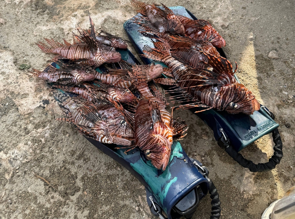 E lucha contra Lionfish ta sigui na Aruba