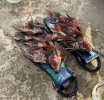 E lucha contra Lionfish ta sigui na Aruba