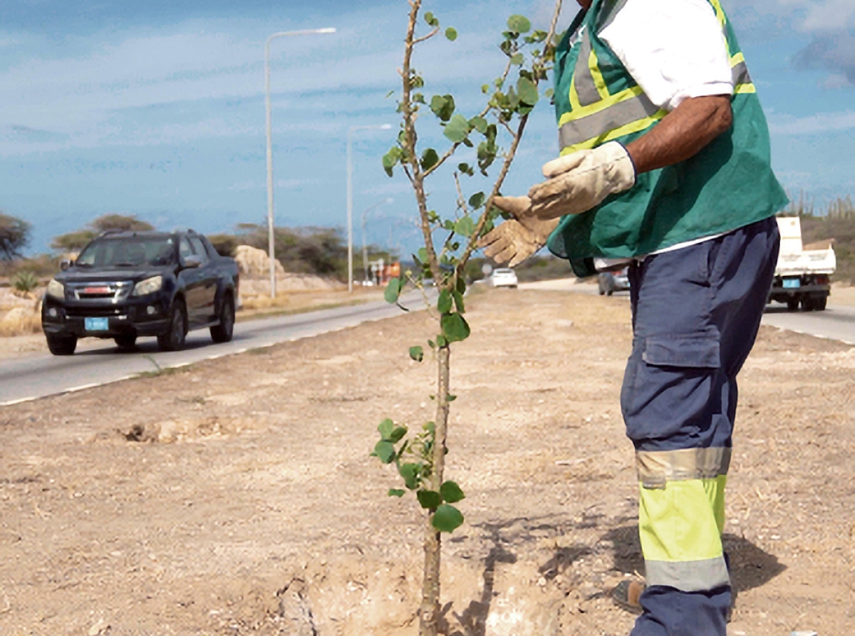 Prome Minister ta invita comunidad pa uni na e ceremonia di reforestacion Dia di Rey na Henny Eman Boulevard