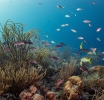 Plataforma inovativo ta yuda proteha y restaura rifnan di coral