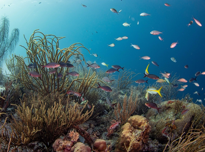 Plataforma inovativo ta yuda proteha y restaura rifnan di coral