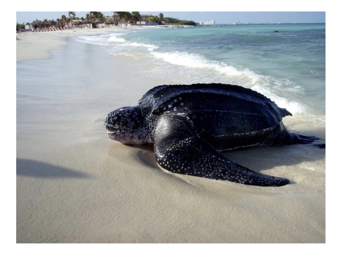 Investigacion ta alerta riba impacto di contaminacion di luz riba turtuganan marino na Aruba