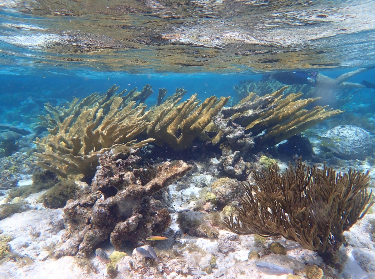 Proyecto ABC-NHC lo enfoca riba e flora y fauna marino y terestre