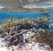 Proyecto ABC-NHC lo enfoca riba e flora y fauna marino y terestre