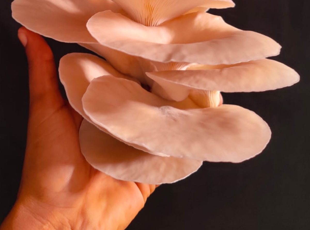 KEBA Botanicals ta cultiva futuro cu mushrooms local