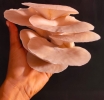 KEBA Botanicals ta cultiva futuro cu mushrooms local