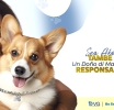 No mas sufrimento door di ta un doño responsabel di mascota